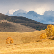 OPEN FIELD